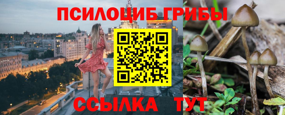Галлюциногенные грибы Psilocybe Сургут